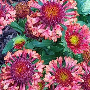 Meet your Posher, Pam